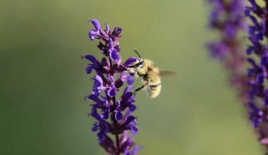 To swat or not? These scientists suggest we rethink our fear toward insects