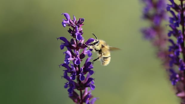 To swat or not? These scientists suggest we rethink our fear toward insects