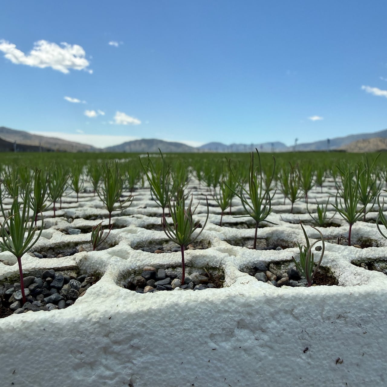 A close up shot of tree seedlings growing at the Osoyoos Forest Nursury