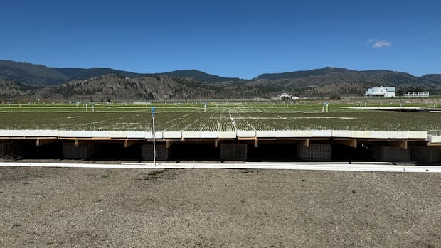 How a First Nation in B.C. is hoping to restore wildfire-ravaged forests with seedlings