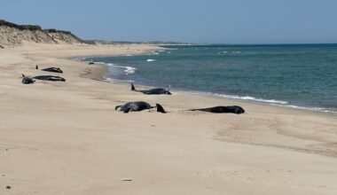 16 pilot whales dead in mass stranding on Sable Island