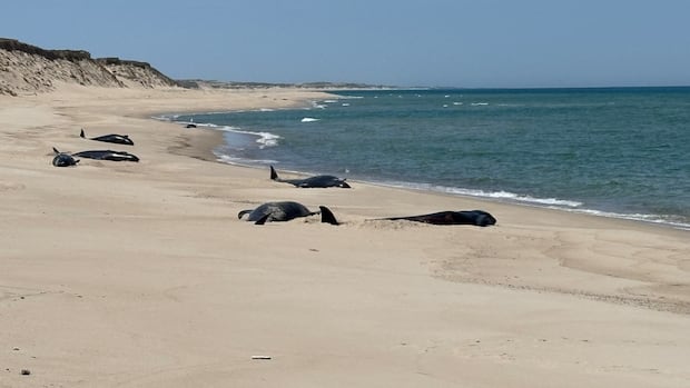 16 pilot whales dead in mass stranding on Sable Island