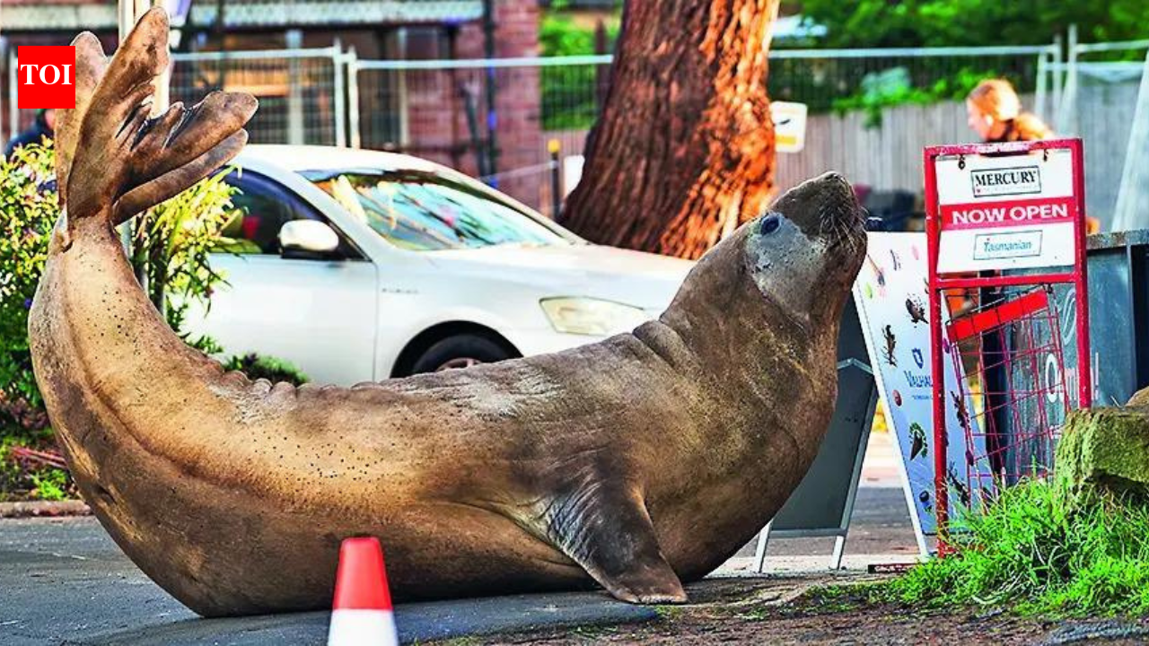 Australian officials ask fans to respect privacy of Neil, a 1000kg seal, who respects nothing