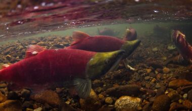 Warm rivers raise concern for salmon in B.C.'s Interior