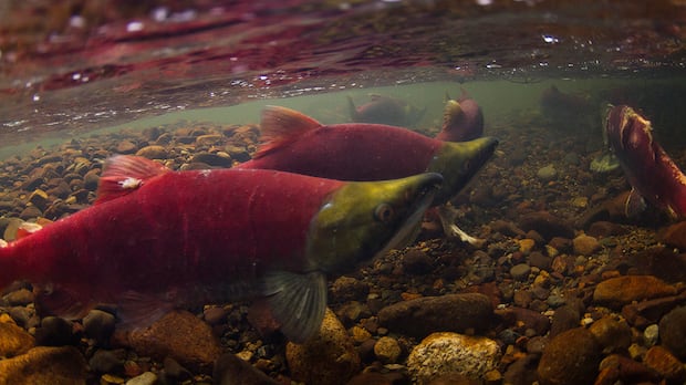 Warm rivers raise concern for salmon in B.C.'s Interior