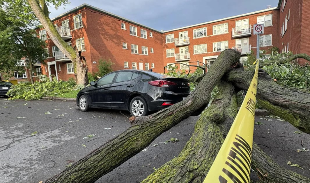 Police tape is strung up next to a tree that's fallen across a road in front of an apartment building.