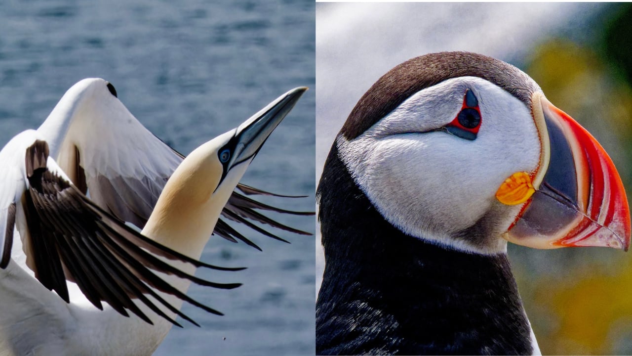 Two images next to each other. On the left, a white, long-necked bird with black markings. On the right, a black-and-white puffin with a colourful beak.