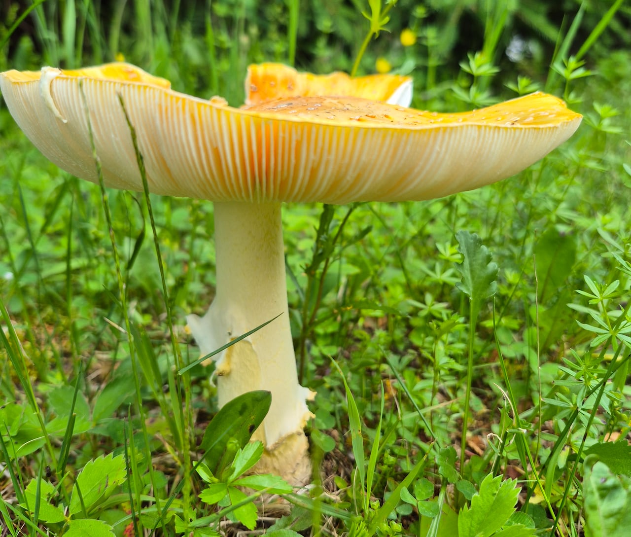 An orange mushroom grows in green grass on a sunny day.