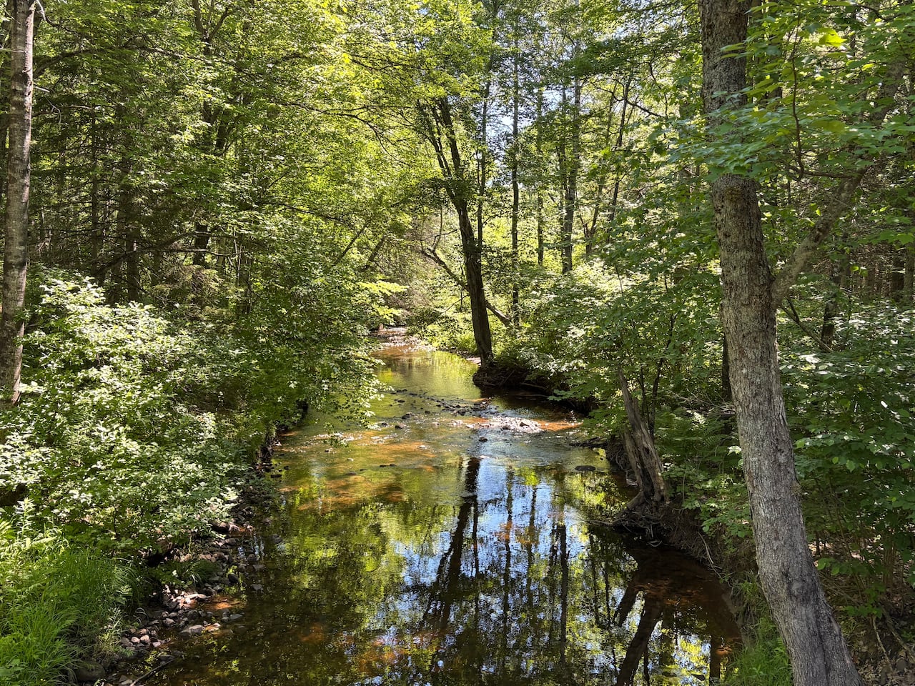 Trees grow over a forest creek on a sunny day.