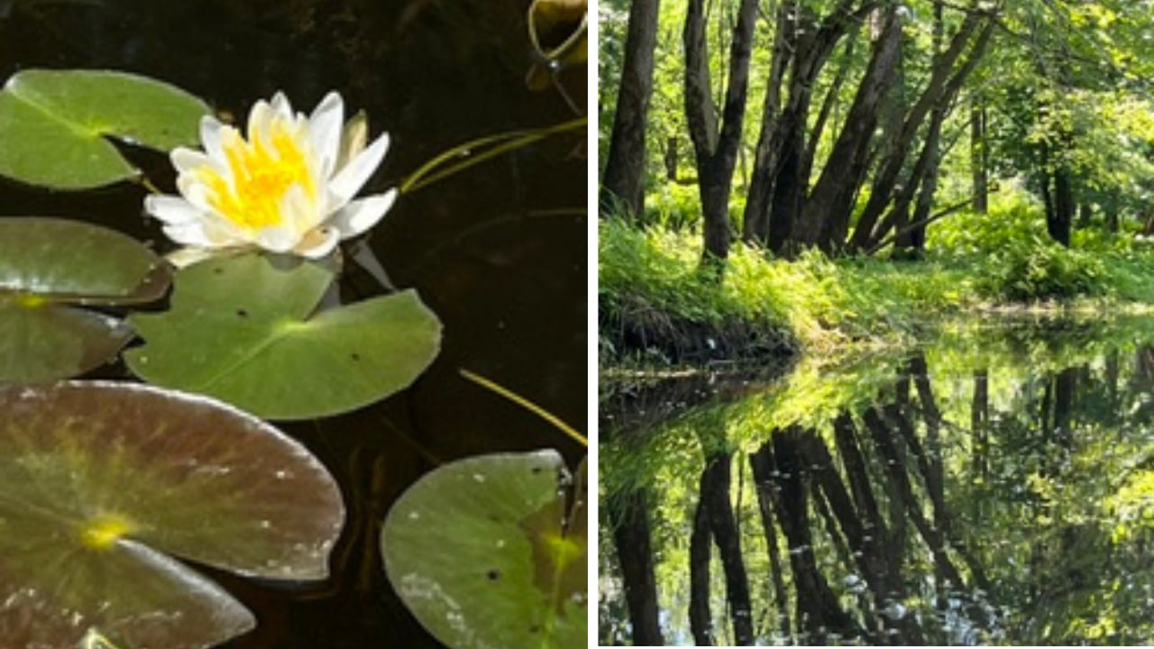 Two images. On the left is a photo of a water lily, floating in a pond with lily pads. On the right is a picture of trees growing from a river bank.