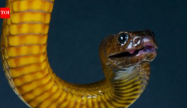 The world's most venomous snake, the Inland Taipan, has barely ever bitten humans; experts explain why