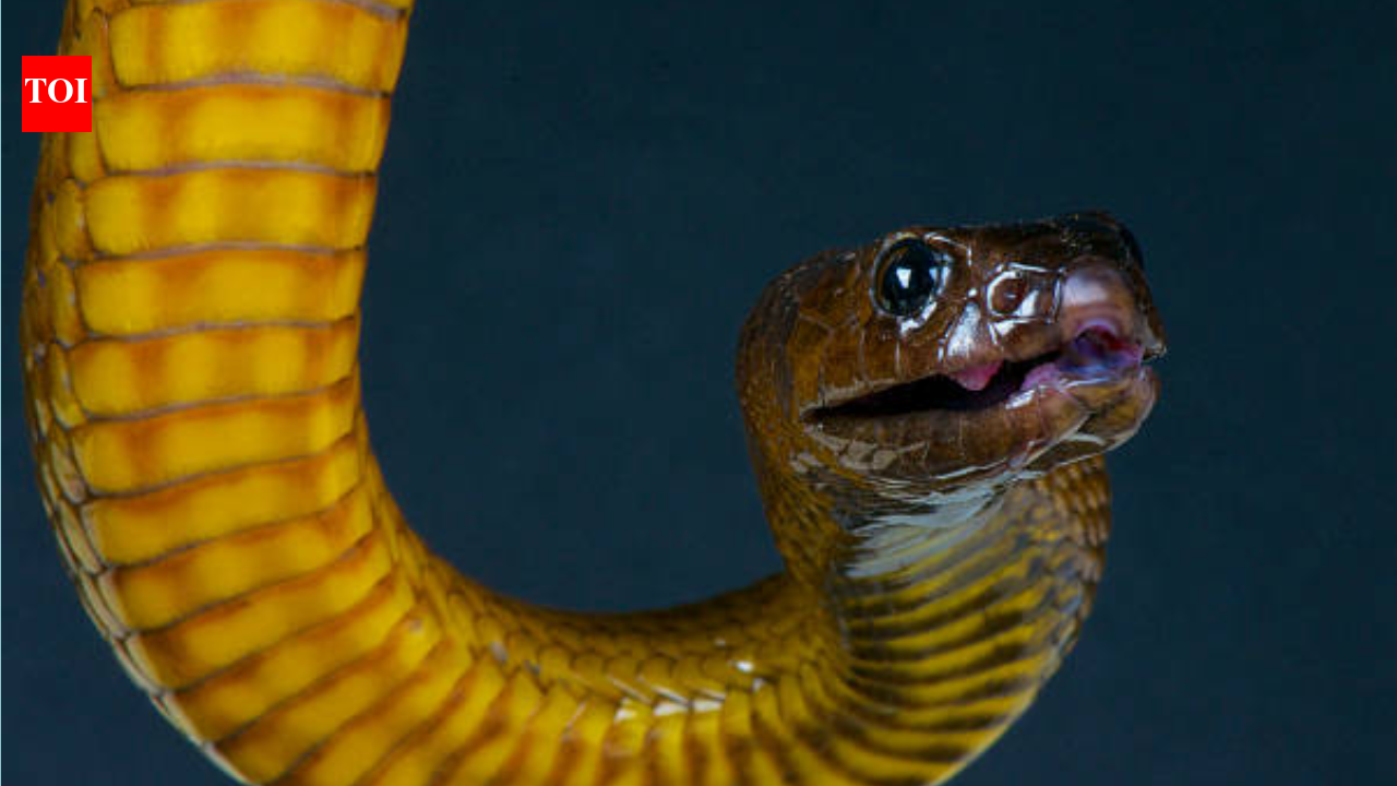 The world's most venomous snake, the Inland Taipan, has barely ever bitten humans; experts explain why