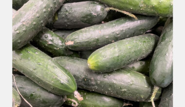 CRISPR reveals genetic pathway for waterlogging tolerance in cucumber