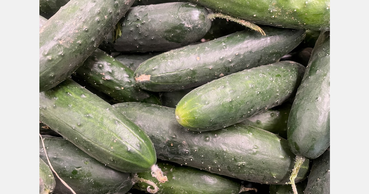 CRISPR reveals genetic pathway for waterlogging tolerance in cucumber