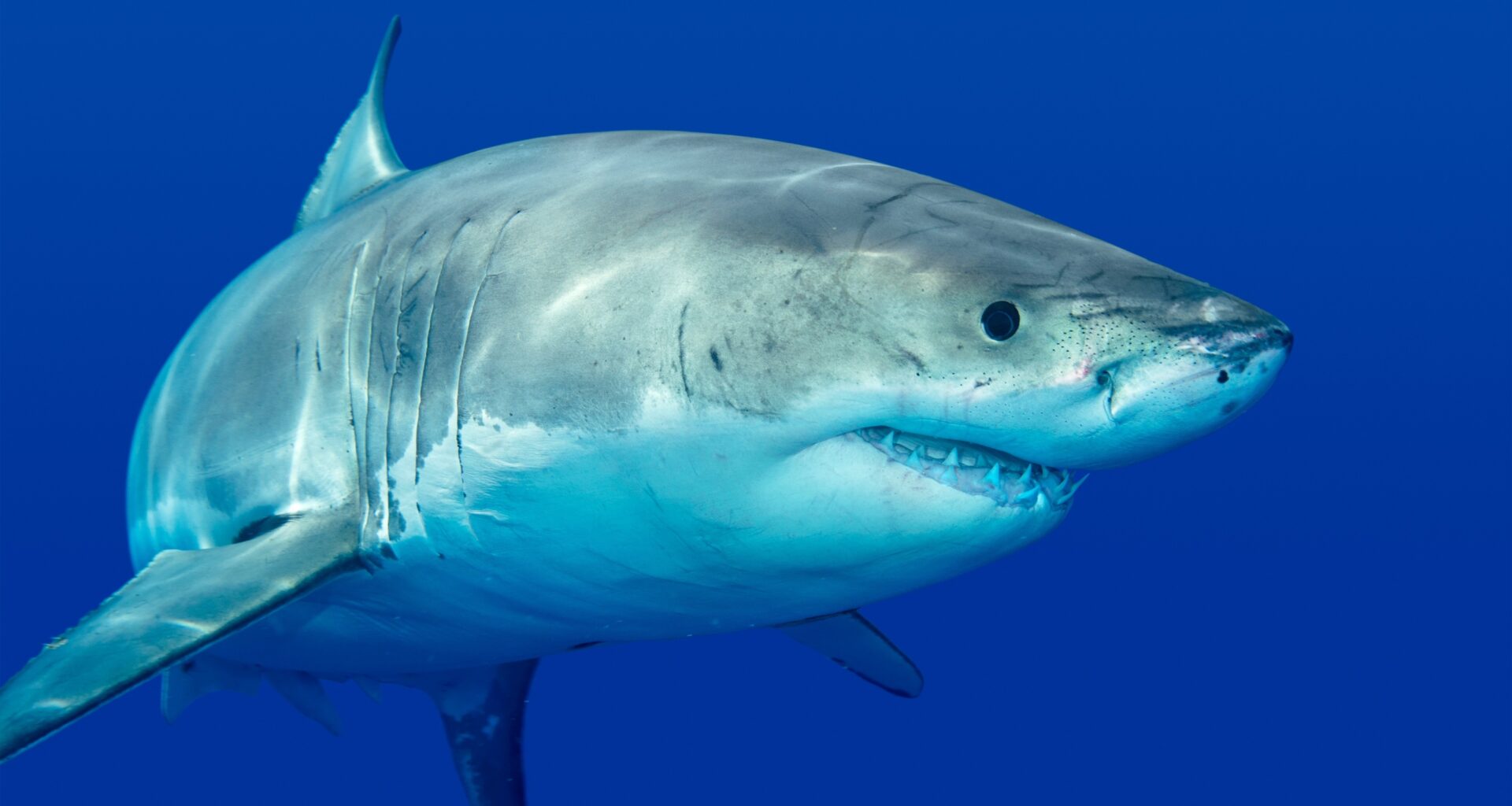 700-Pound Great White Shark Spotted in St. Lawrence, Quebec