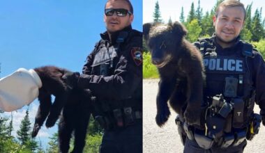 Bear cub with head caught in a jug gets released by police officer