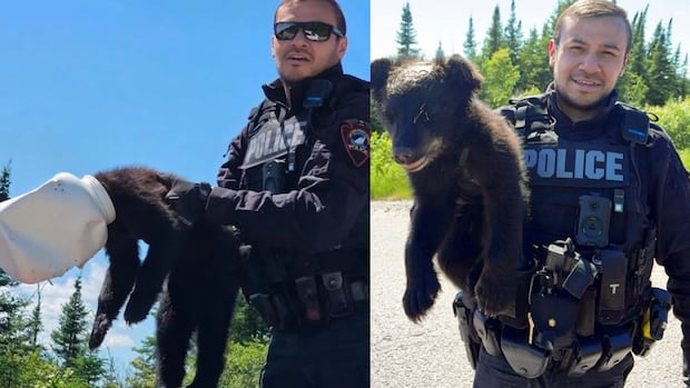 Bear cub with head caught in a jug gets released by police officer