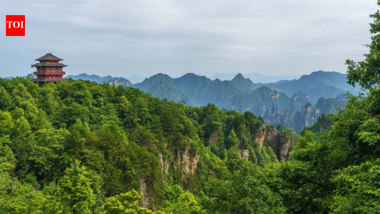 China’s great green wall: Over 60 billion trees are growing faster than natural forests — here's the secret behind that growth