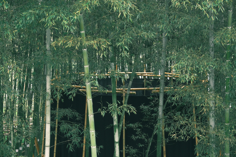 a black fabric veil hovers within a raw bamboo matrix in hubei's dense grove - 4