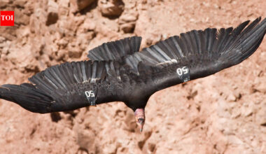 In 1987, the United States decided to capture every remaining wild California condor after lead poisoning, habitat loss, and poaching left just 27 birds alive; today, hundreds once again soar across western skies | World News