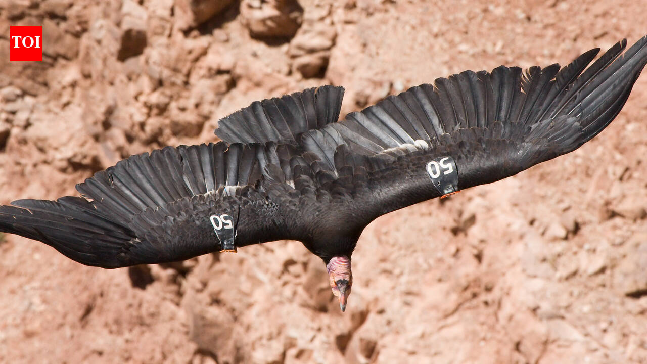 In 1987, the United States decided to capture every remaining wild California condor after lead poisoning, habitat loss, and poaching left just 27 birds alive; today, hundreds once again soar across western skies | World News