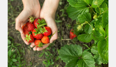 U.S. researchers advance tools to combat Neo-P in strawberries