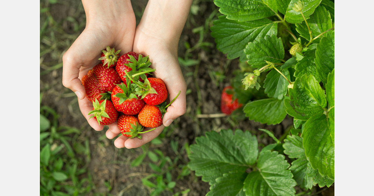 U.S. researchers advance tools to combat Neo-P in strawberries