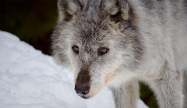 B.C. considers extending wolf cull again to conserve threatened caribou