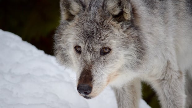 B.C. considers extending wolf cull again to conserve threatened caribou