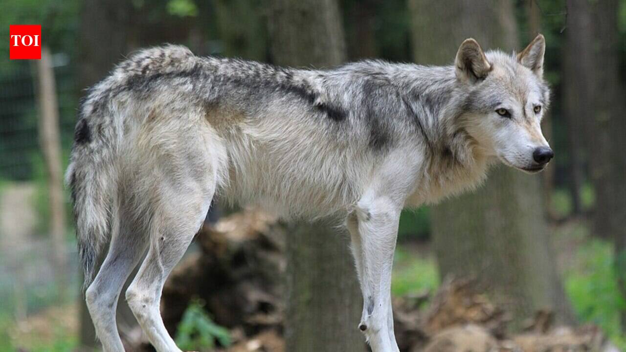 In 1995, the United States released 31 grey wolves from Canada into Yellowstone after the predators had been exterminated for nearly 70 years, hoping to rebuild a collapsing ecosystem; today, wolves have helped restore elk numbers, willow forests and beaver populations | World News