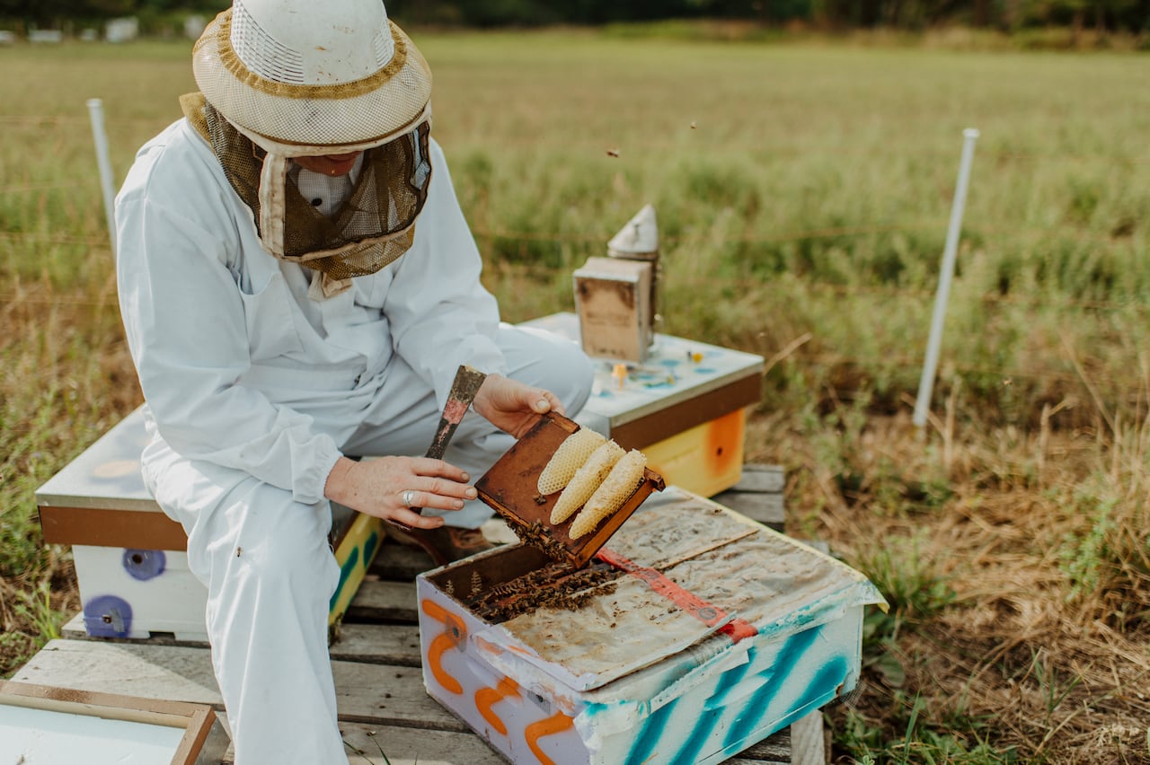 A woman in a beekeeping suit holds up fresh honeycomb.