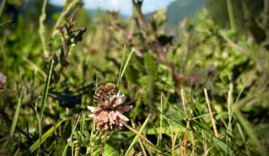How a dry spring may be affecting B.C.'s bees