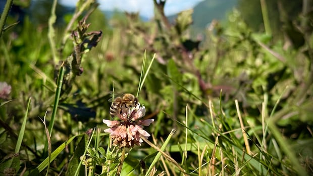 How a dry spring may be affecting B.C.'s bees