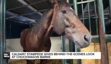 A behind-the-scenes look at the Calgary Stampede Chuckwagon barns