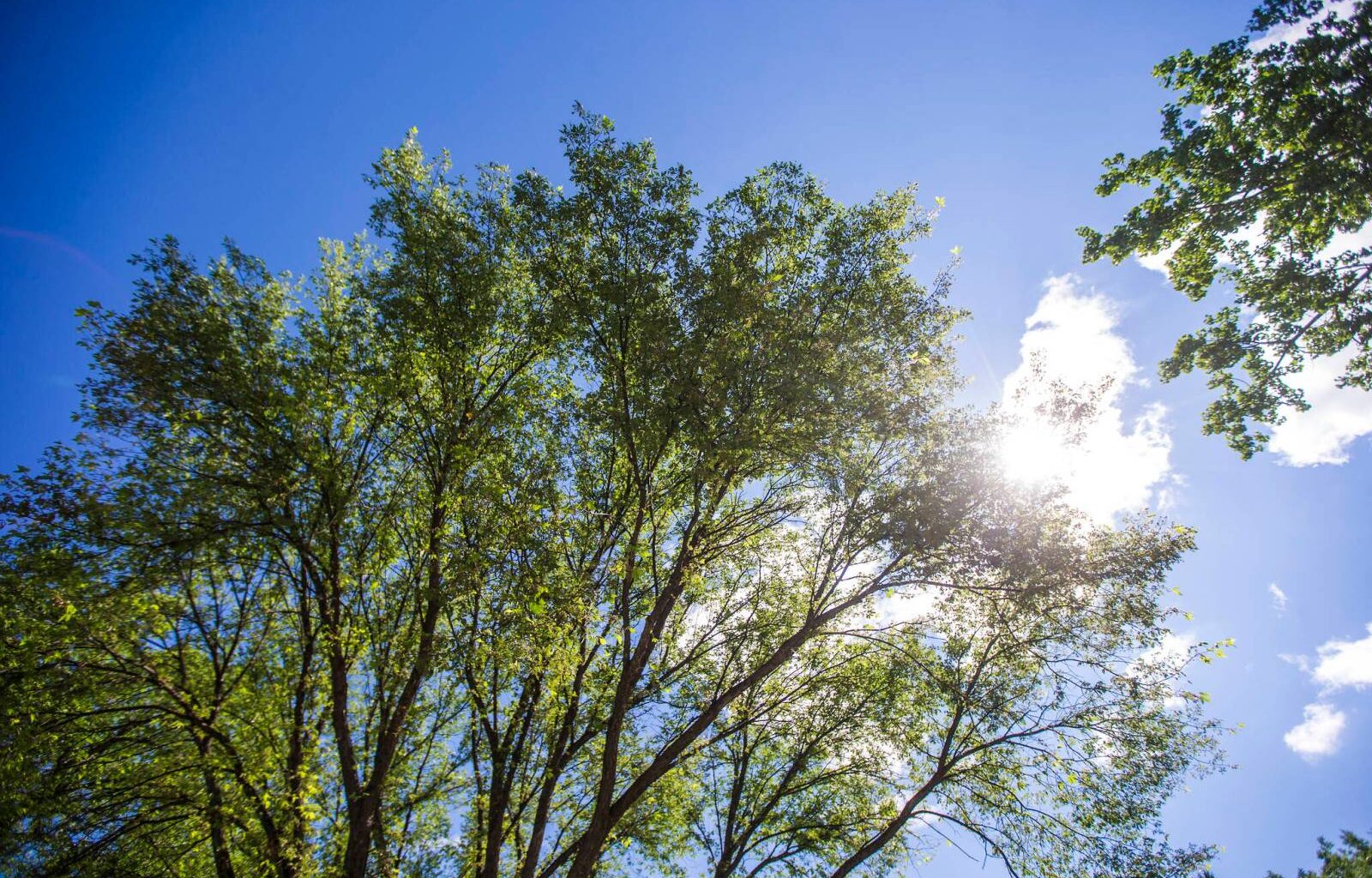 City considers million-dollar chop to tree planting program – Winnipeg Free Press