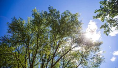City considers million-dollar chop to tree planting program – Winnipeg Free Press