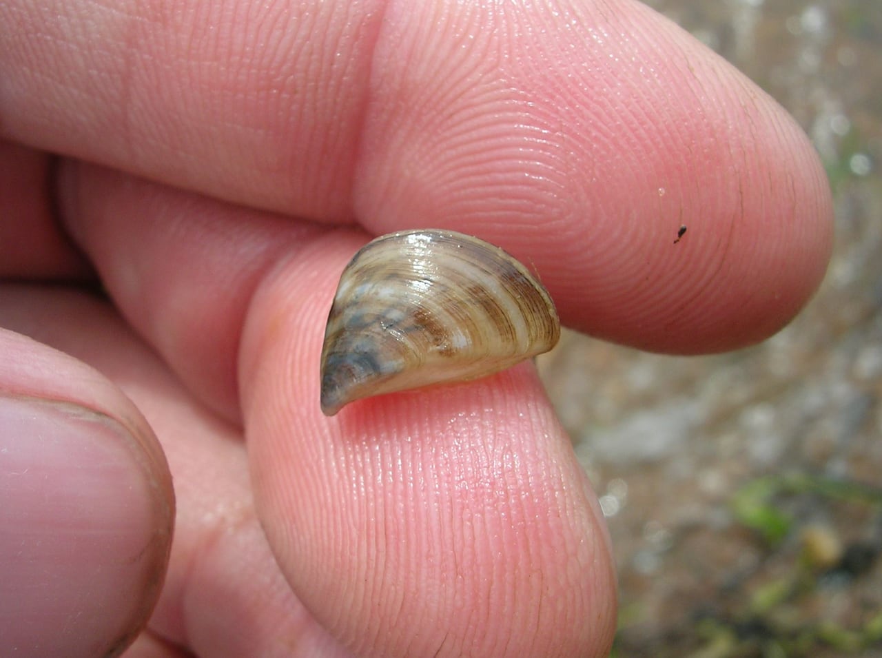 A tiny light and dark brown stripped Zebra mussel held in a hand.
