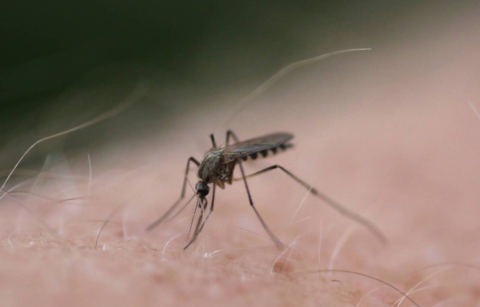Mosquito-free summers nice while they lasted – Winnipeg Free Press