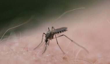 Mosquito-free summers nice while they lasted – Winnipeg Free Press