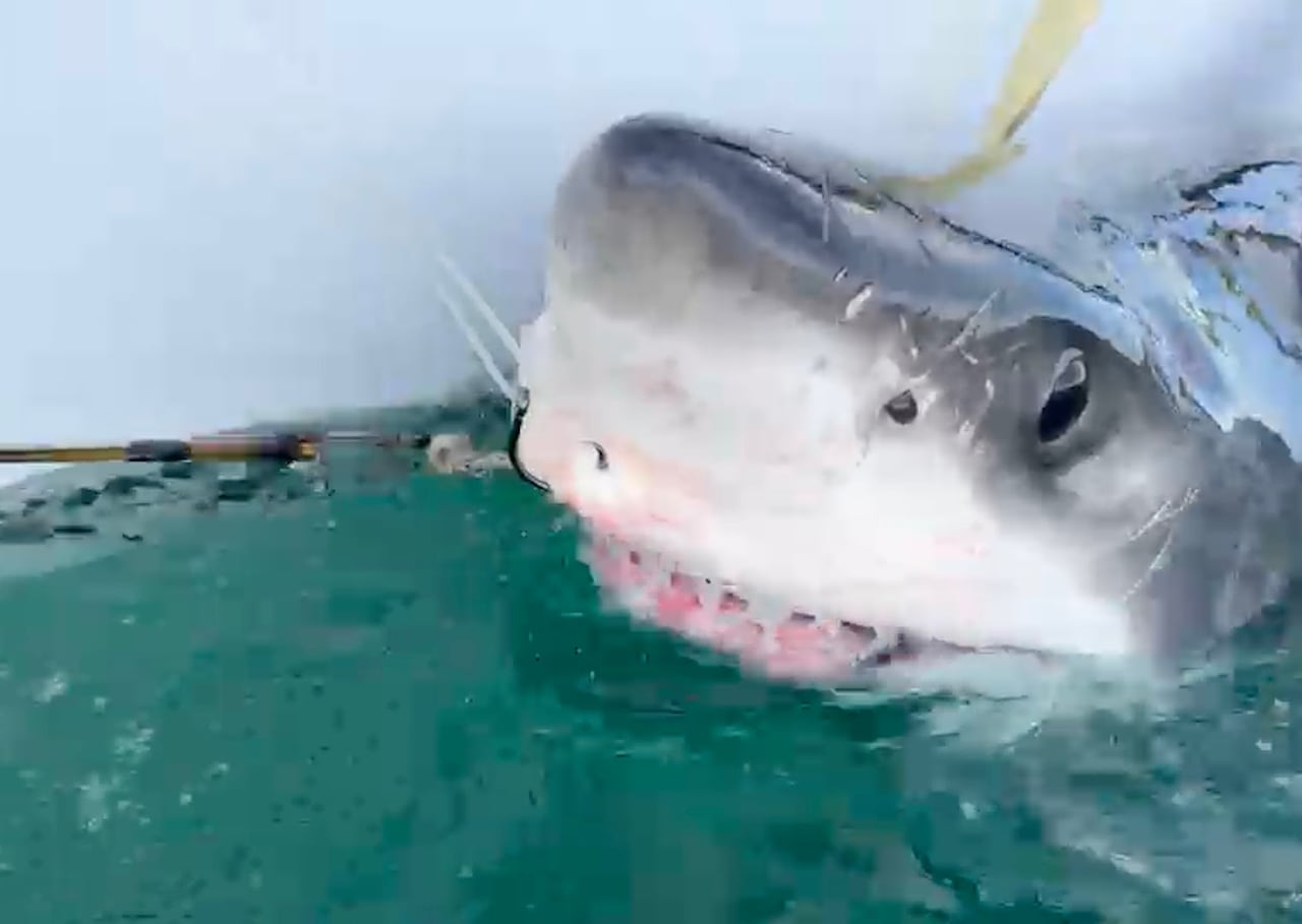 A close-up of a shark