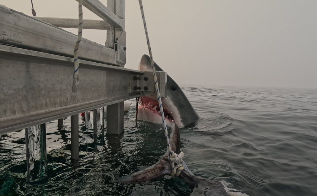 In the image, taken on Wednesday from a cage atop a boat operated by Atlantic Shark Expeditions near Sambro, N.S., the male shark can be seen rising out of the water, staring almost directly at the camera, with his mouth agape and his teeth showing.  