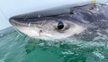 There's a great white shark in the Gulf of St. Lawrence. Don't worry — it's normal