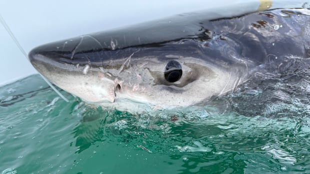 There's a great white shark in the Gulf of St. Lawrence. Don't worry — it's normal
