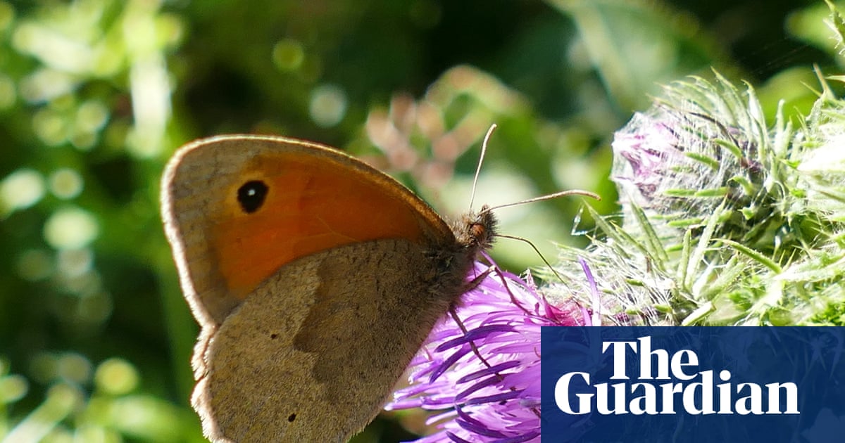 Country diary: Following the flight path of a meadow brown | Butterflies