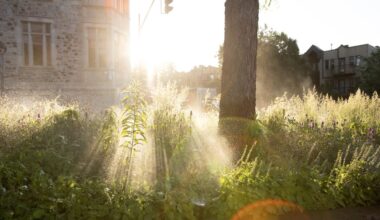 Montreal waters plants despite urging residents to cut back on consumption