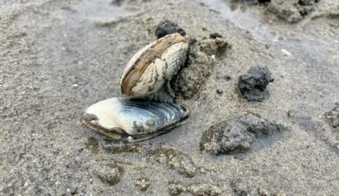 Food inspection agency warns of paralytic toxin in shellfish in Quebec's North Shore