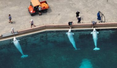 U.S. government approves emergency rescue of belugas from Marineland in Niagara Falls, Ont.