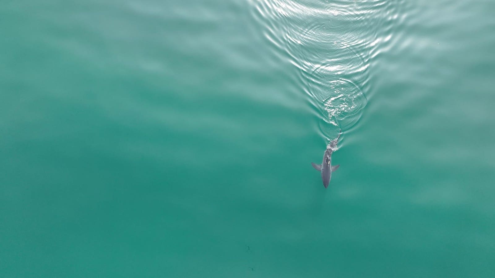 Why Young White Sharks Left Home During Southern California's Historic Storm