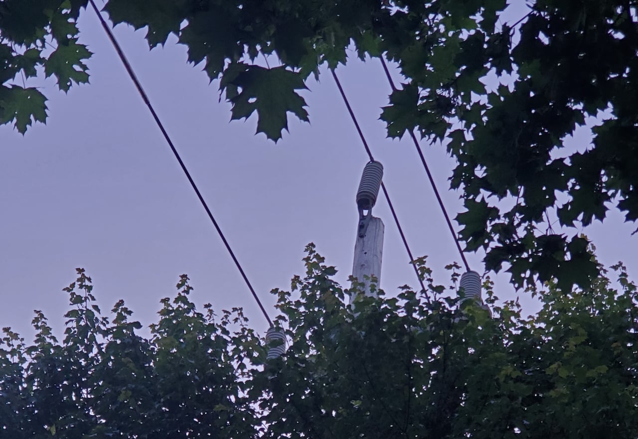 Looking up towards the sky from within a canopy of trees where a pole and power lines can be seen near the crown of the trees.