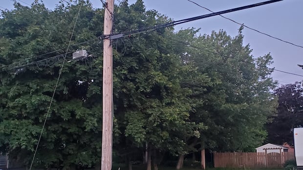 Dartmouth couple pushes back against tree removal from property